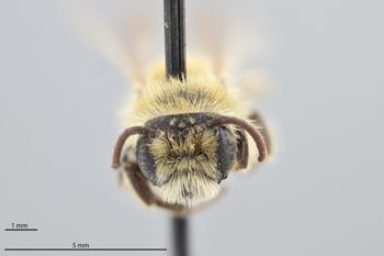 Media type: image;   Entomology 770434 Aspect: head frontal view